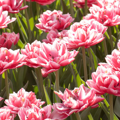 beautiful bright pink-white tulips blooming in the spring sunny park