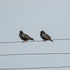 Zwei Stare sitzen auf dem Draht eines Zaunes