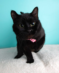 Cat Wearing Bow Tie on White Blanket 