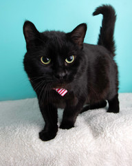 Cat Wearing Bow Tie on White Blanket 