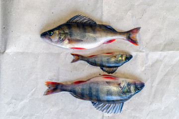 Three caught perches lie on a piece of paper