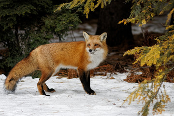 Fox in the forest