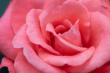 Rose mit Büte