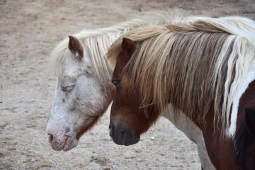Portrait of two dozing ponies.
