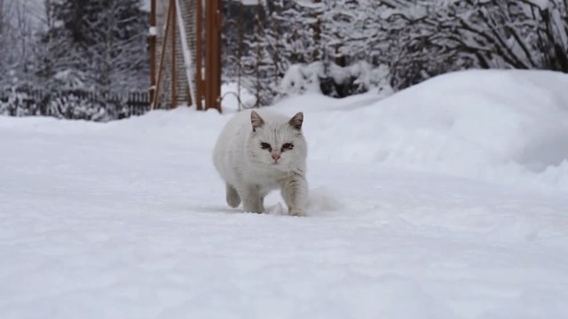 Shot of a white homeless cat walking along a snowy road with car tracks in russian village.
