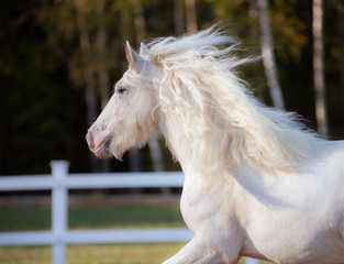 White irish cob