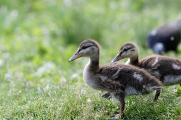 Ducklings on the grass