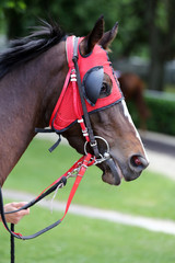 Portrait of a thoroughbred stallion. Closeup of a racehorse summertime open air