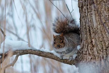 Eastern Grey Squirrel in the winter 