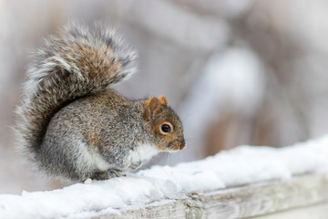 Eastern Grey Squirrel in the winter