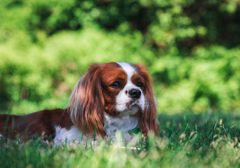 Cavalier king charles spaniel laying on green grass in summer. 