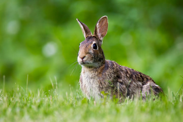 Naklejka na ściany i meble Cottontail Rabbit in the grass