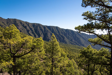 La Palma hiking in trees