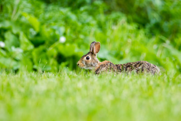 Cottontail Rabbit in the grass