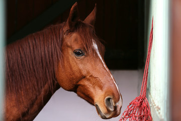 Head of saddle horse  in livestock at rural animal farm