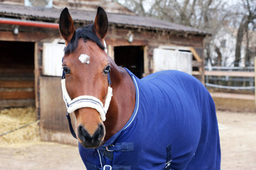 Head of saddle horse  in livestock at rural animal farm with  head markings in head