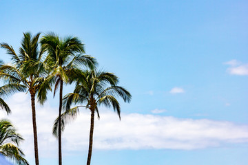 Fototapeta na wymiar Palmen auf Hawaii, Oahu