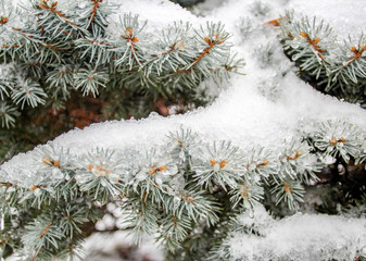 Snow on Tree