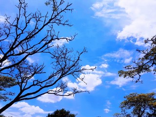 tree against blue sky
