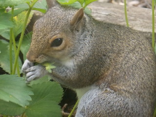 American animal / Gray Squirrel.Squirrel eating grass leaves.