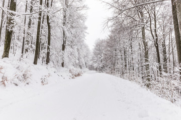 Snow forest road. Snowy woods background.