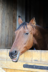 Head of saddle horse  in livestock at rural animal farm