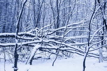 Beautiful winter forest landscape on a frosty day