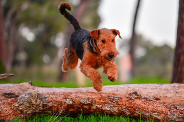 One-year-old Airedale Terrier trains in jumping over the fallen tree in the forest 