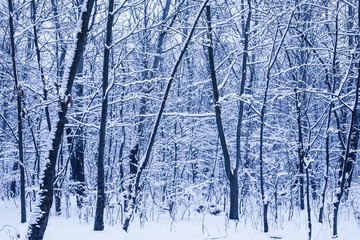 Beautiful winter forest landscape on a frosty day
