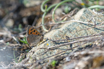 Lycaenidae / Benekli Bakır / / Lycaena phlaeas