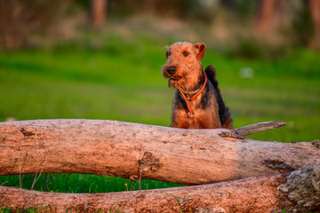 Obraz premium One-year-old Airedale Terrier trains in jumping over the fallen tree in the forest 