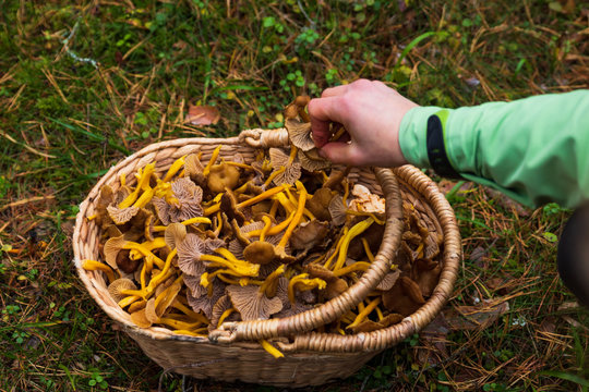 Hand dropping winter chanterelles in a wooden basket filled with mushrooms. 