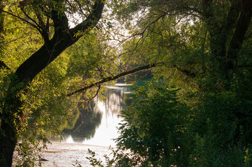 Path through green forest and little river near. Places for walk on the fresh air in summer