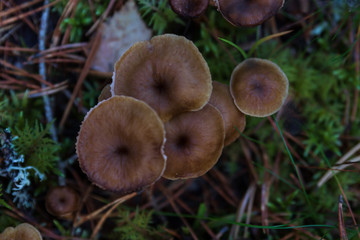Winter chanterelle mushrooms in a forest. 