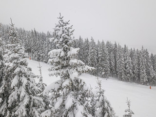 Snowy forest on the mountain slopes of Slovakia. Aerial view 