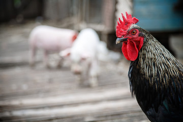 Bullet cock on the farm