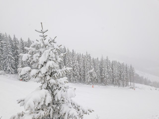 Snowy forest on the mountain slopes of Slovakia. Aerial view 