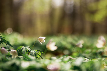 Anemone nemorosa in Pålsjö forest in Helsingborg, Sweden early morning with dew and water on the flowers.