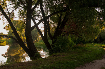 Path through green forest and little river near. Places for walk on the fresh air in summer