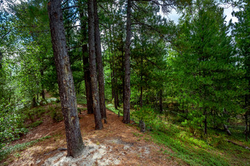 A Beautiful Primeval Rain Forest with Mystical Cedar Trees Covered with Moss.