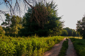Path through green forest and little river near. Places for walk on the fresh air in summer