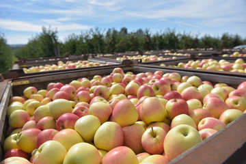 apple harvest - crates of fresh apples for transport and sale