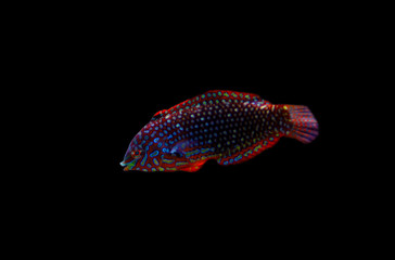 Phase Ornate Leopard Wrasse (Macropharyngodon ornatus) 