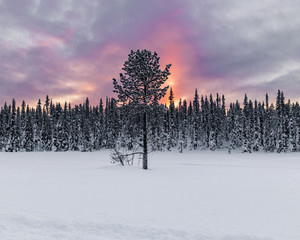 Isolated tree in front of a forest with lots of snow during a sunrise in northern Sweden during a cold winter morning. Close to the Ice Hotel in Jukkasjärvi.