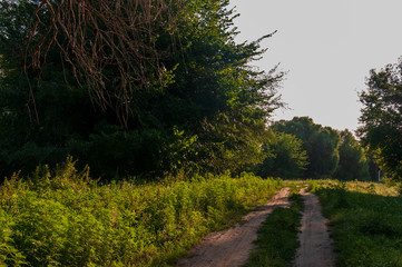 Path through green forest and little river near. Places for walk on the fresh air in summer