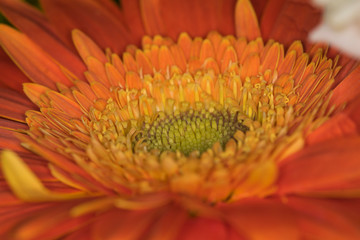 Foto macro de Margarita gerber (gerbera)