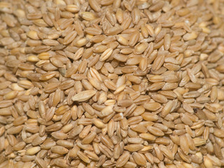 wheat, grain, creal, ceed, stroge,