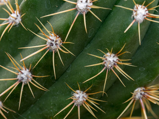 Detail von Kaktus