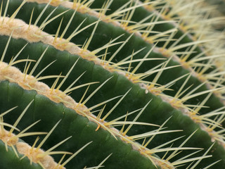 Detail von Kaktus