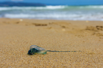 blue bottle jelly fish stranded on Tasmaian Clifton beach, Australia